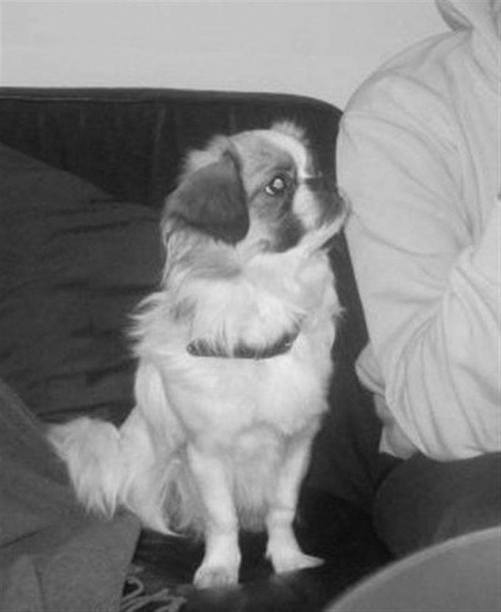 Tibetansk spaniel Malou billede 10