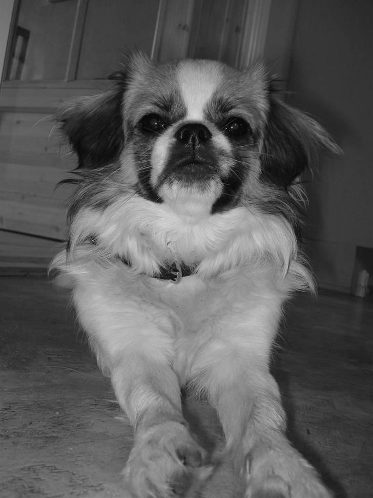 Tibetansk spaniel Malou billede 12