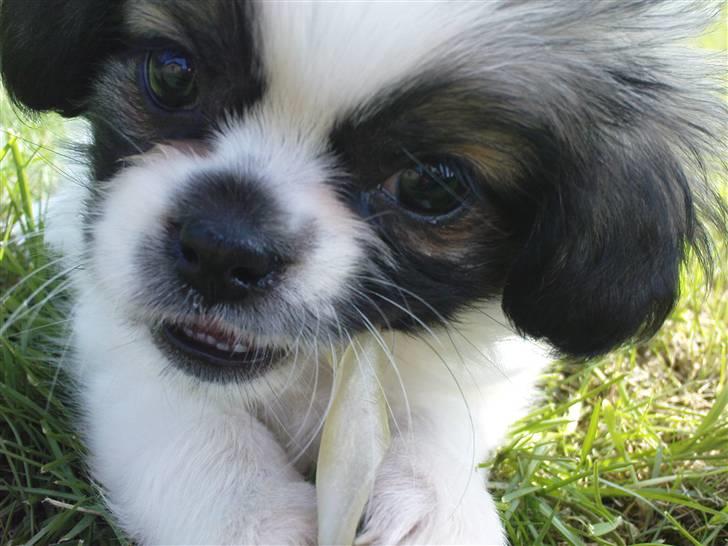 Tibetansk spaniel Malou billede 13