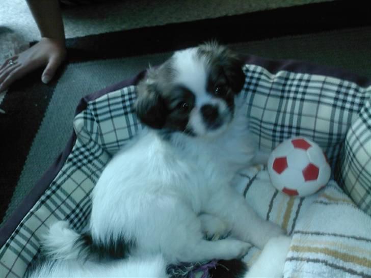 Tibetansk spaniel Malou billede 14