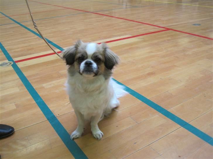 Tibetansk spaniel Malou billede 15