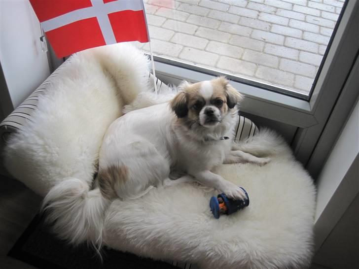 Tibetansk spaniel Malou billede 16