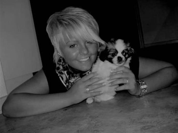 Tibetansk spaniel Malou billede 17