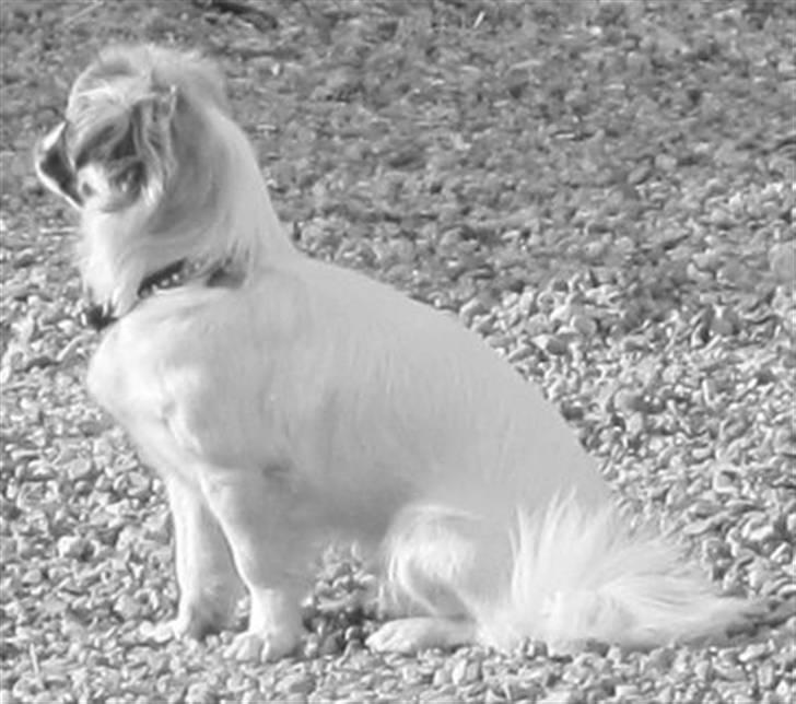 Tibetansk spaniel Malou billede 18