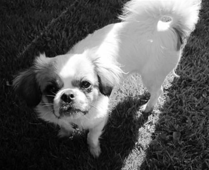 Tibetansk spaniel Malou billede 19