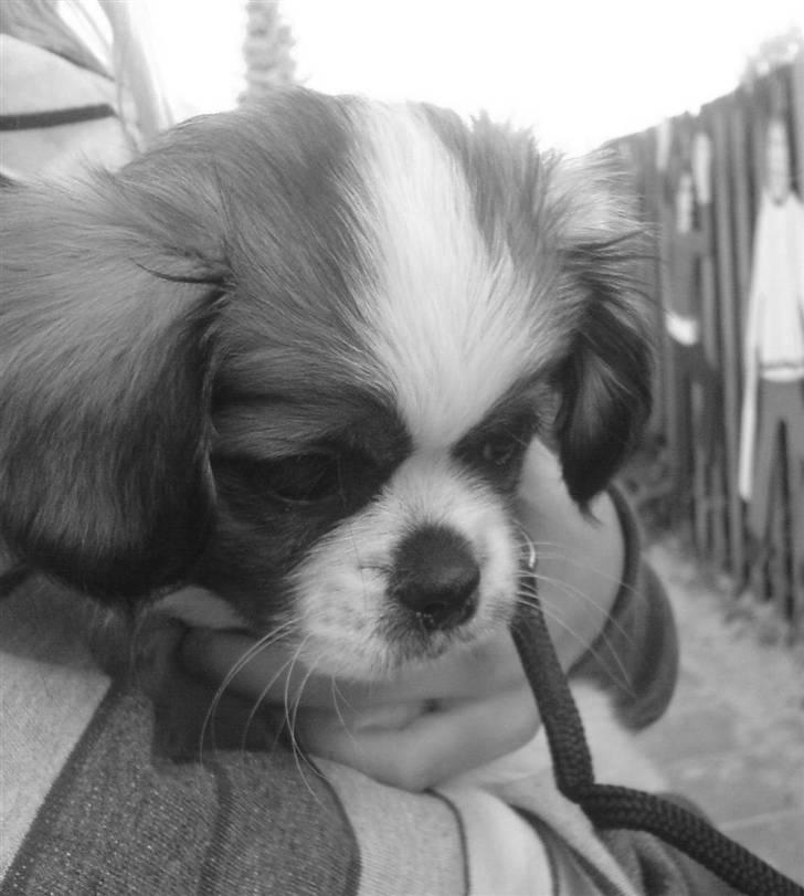 Tibetansk spaniel Malou billede 20