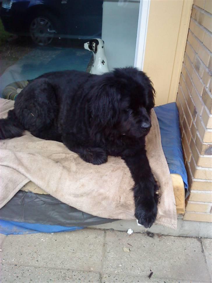 Newfoundlænder Buller (RIP): billede 1