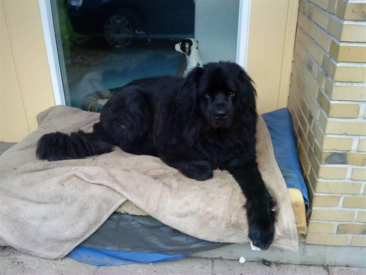Newfoundlænder Buller (RIP): billede 2