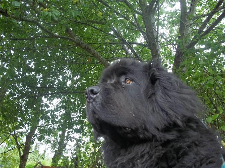 Newfoundlænder Buller (RIP): billede 3