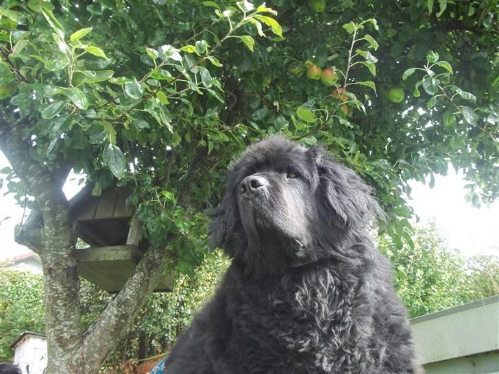 Newfoundlænder Buller (RIP): billede 4