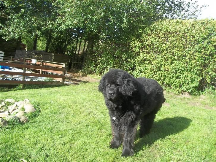Newfoundlænder Buller (RIP): billede 5
