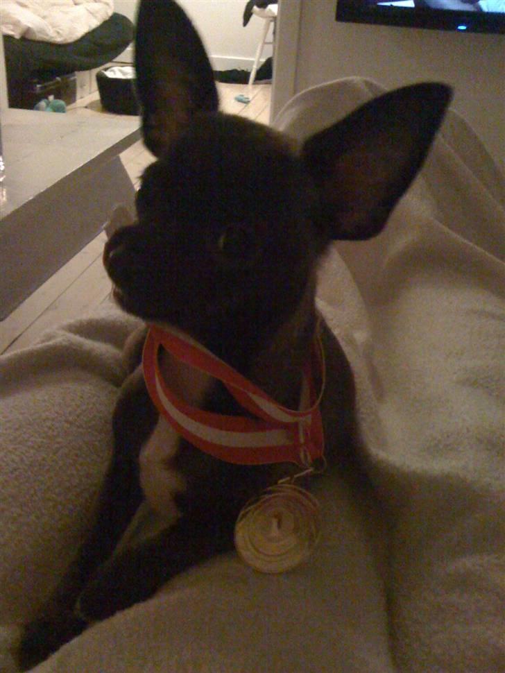 Chihuahua Honey billede 7