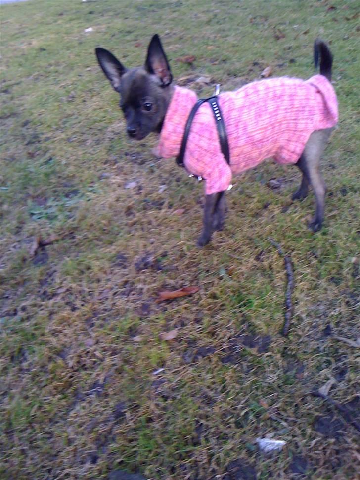 Chihuahua Honey billede 8