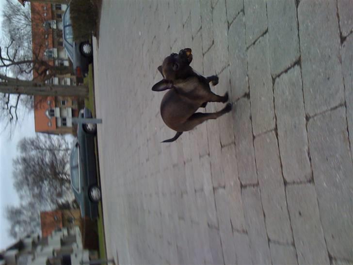 Chihuahua Honey billede 9