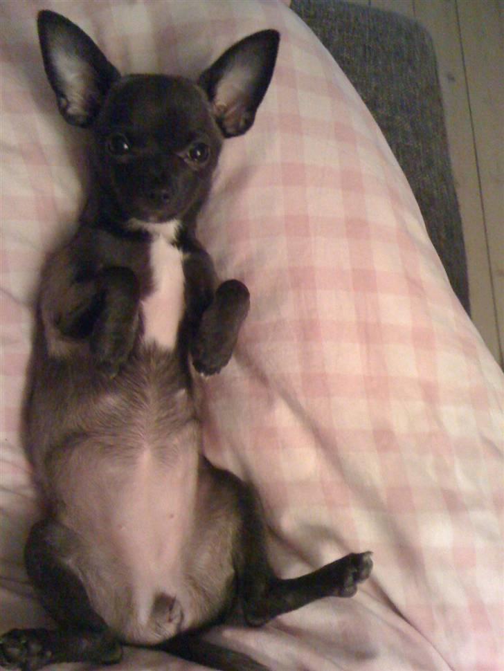 Chihuahua Honey billede 10