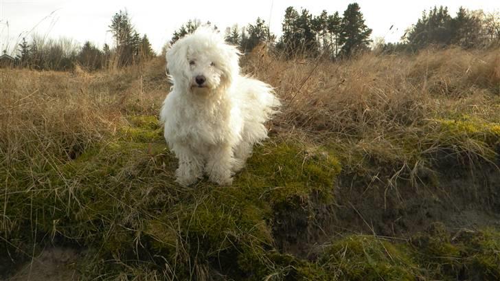 Blanding af racer Nova billede 1