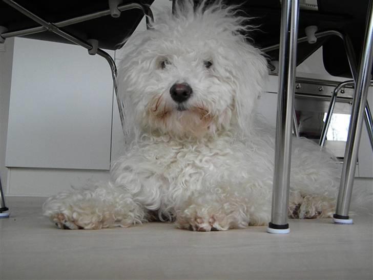 Blanding af racer Nova billede 2