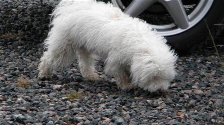 Blanding af racer Nova billede 3