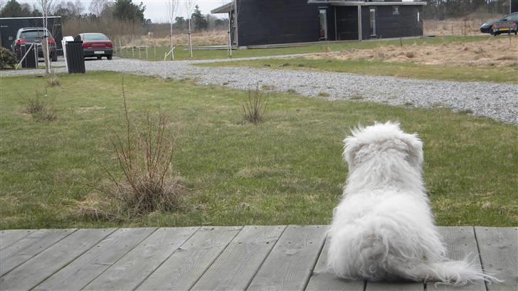 Blanding af racer Nova billede 4