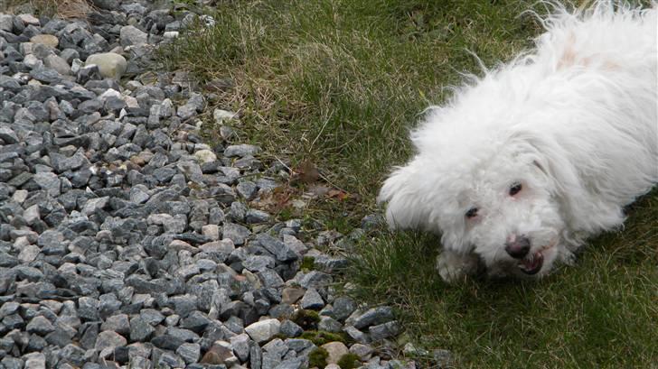 Blanding af racer Nova billede 5