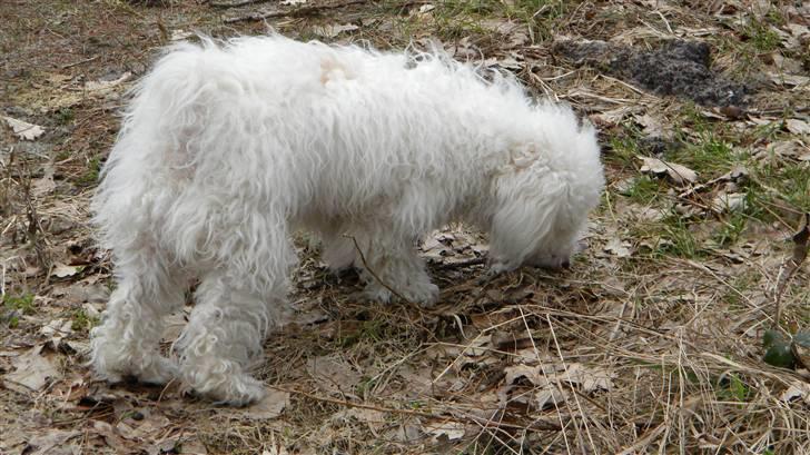 Blanding af racer Nova billede 6