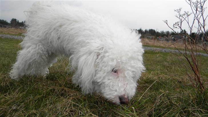 Blanding af racer Nova billede 7