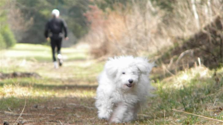 Blanding af racer Nova billede 8