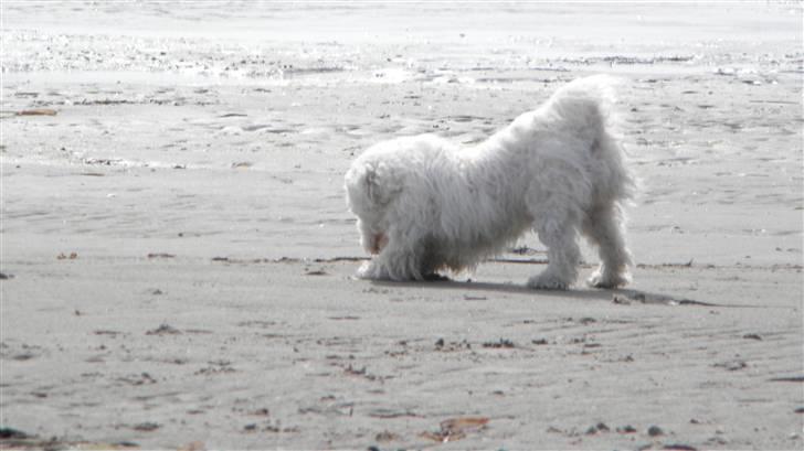 Blanding af racer Nova billede 9