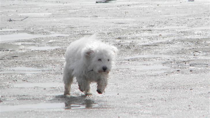 Blanding af racer Nova billede 10