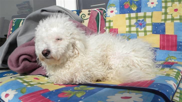 Blanding af racer Nova billede 11