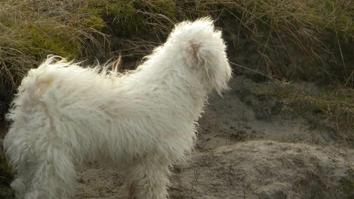 Blanding af racer Nova billede 12