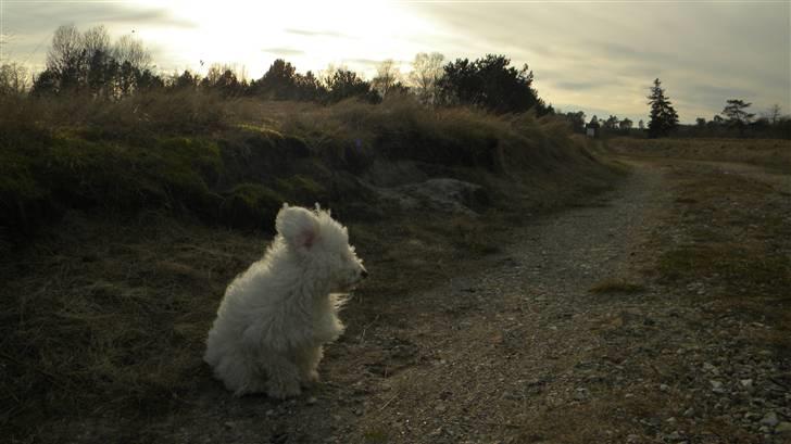 Blanding af racer Nova billede 13