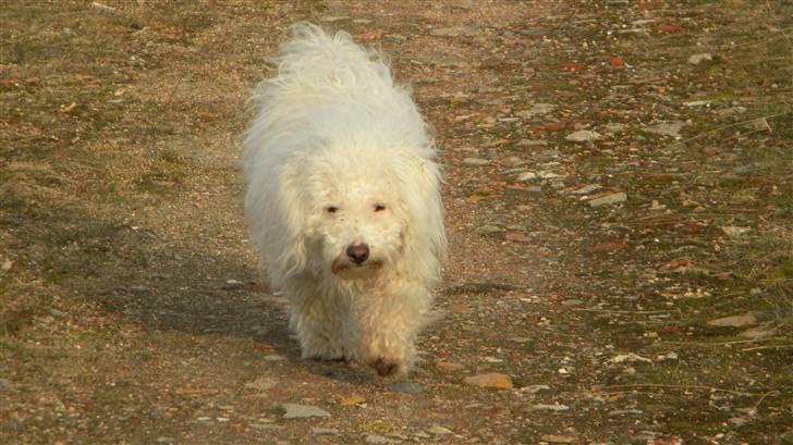 Blanding af racer Nova billede 14