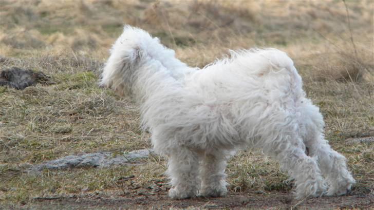 Blanding af racer Nova billede 15