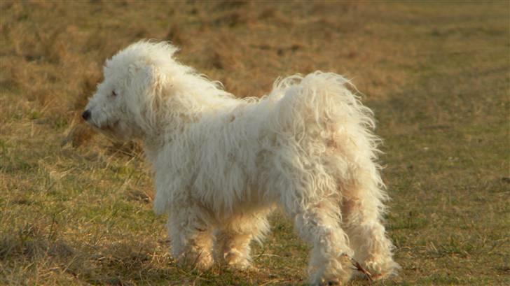 Blanding af racer Nova billede 16