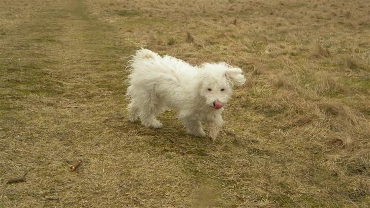 Blanding af racer Nova billede 17