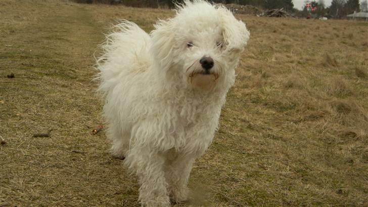 Blanding af racer Nova billede 18