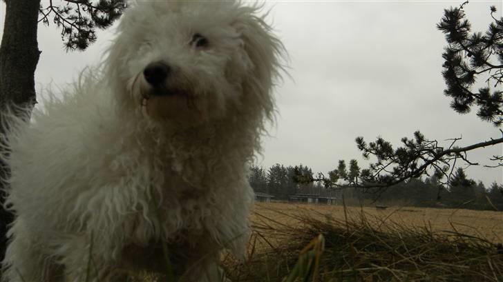 Blanding af racer Nova billede 19