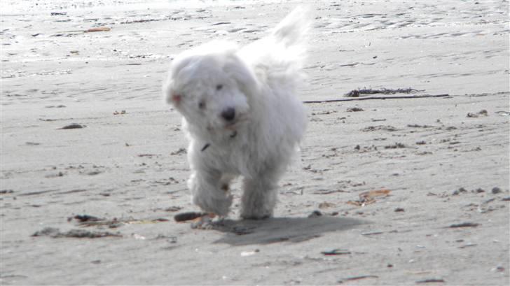 Blanding af racer Nova billede 20