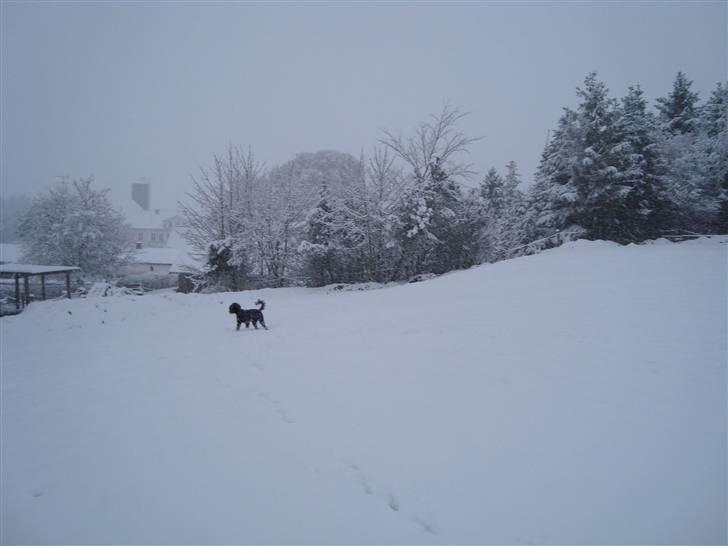 Mellempuddel Uffe billede 12