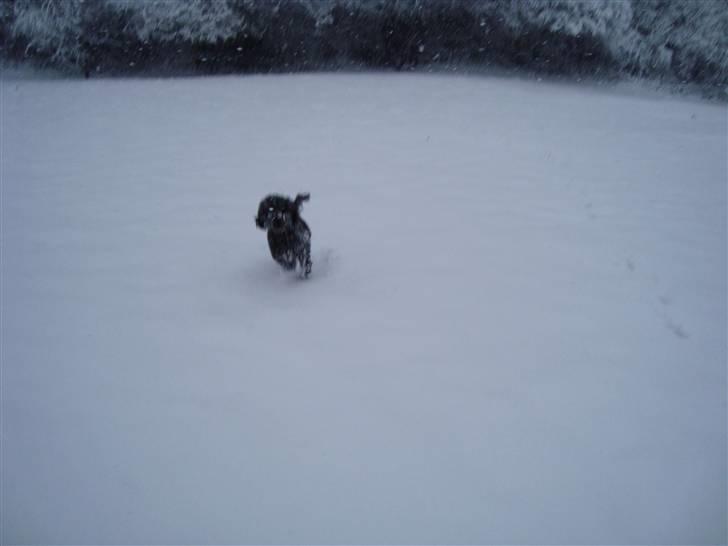 Mellempuddel Uffe billede 13