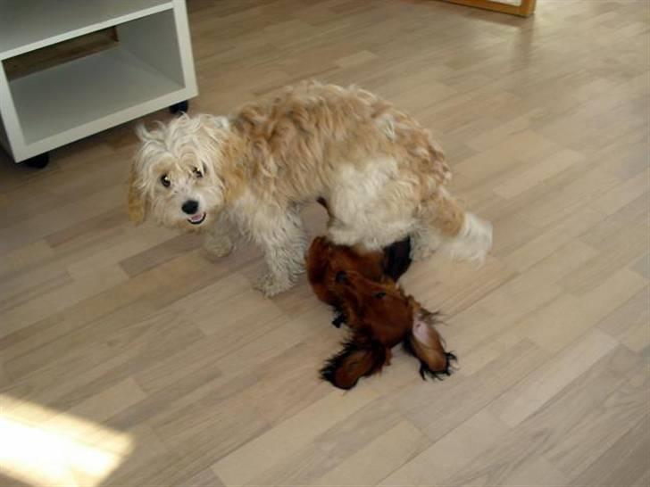 Dværggravhund Victor (Solgt) - Vennen Pancho og Victor leger.... billede 14