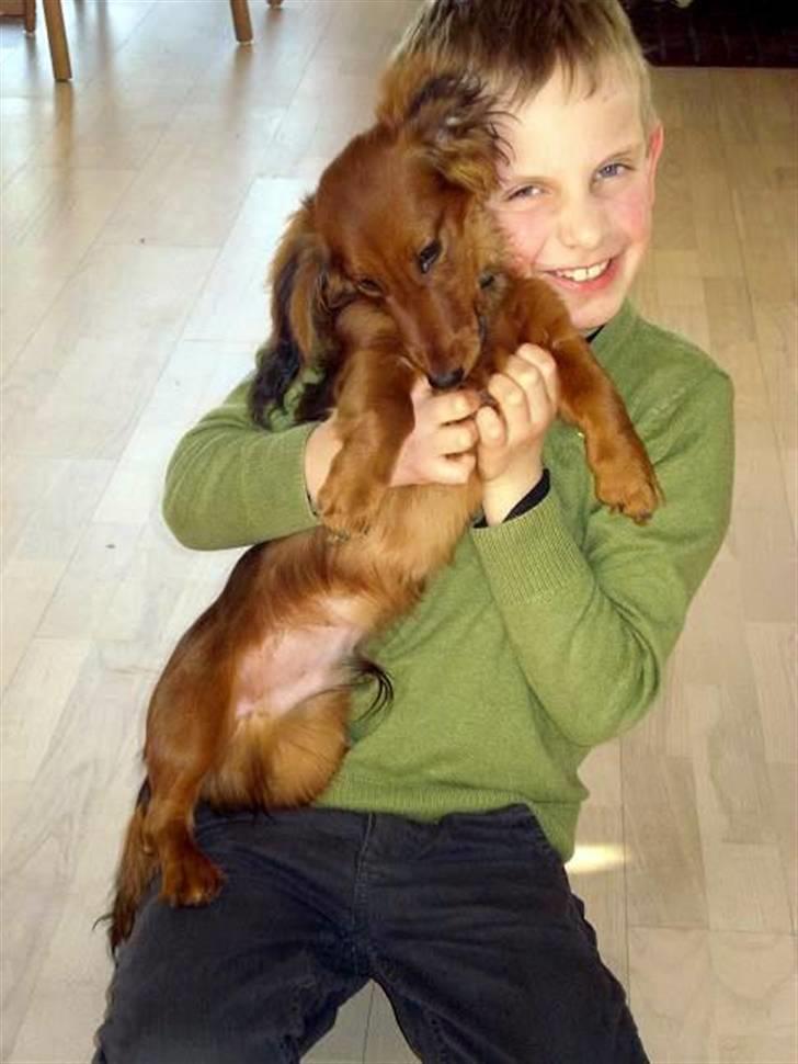 Dværggravhund Victor (Solgt) - Marcus og Victor billede 15