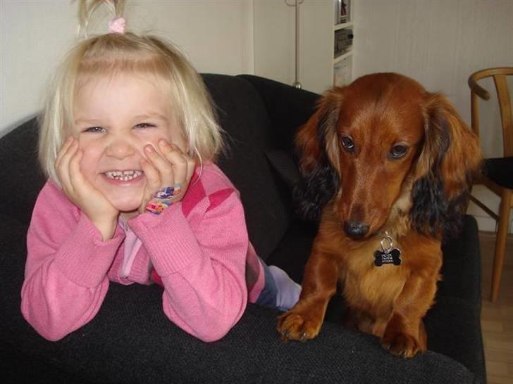 Dværggravhund Victor (Solgt) - Cecilie og Victor billede 16