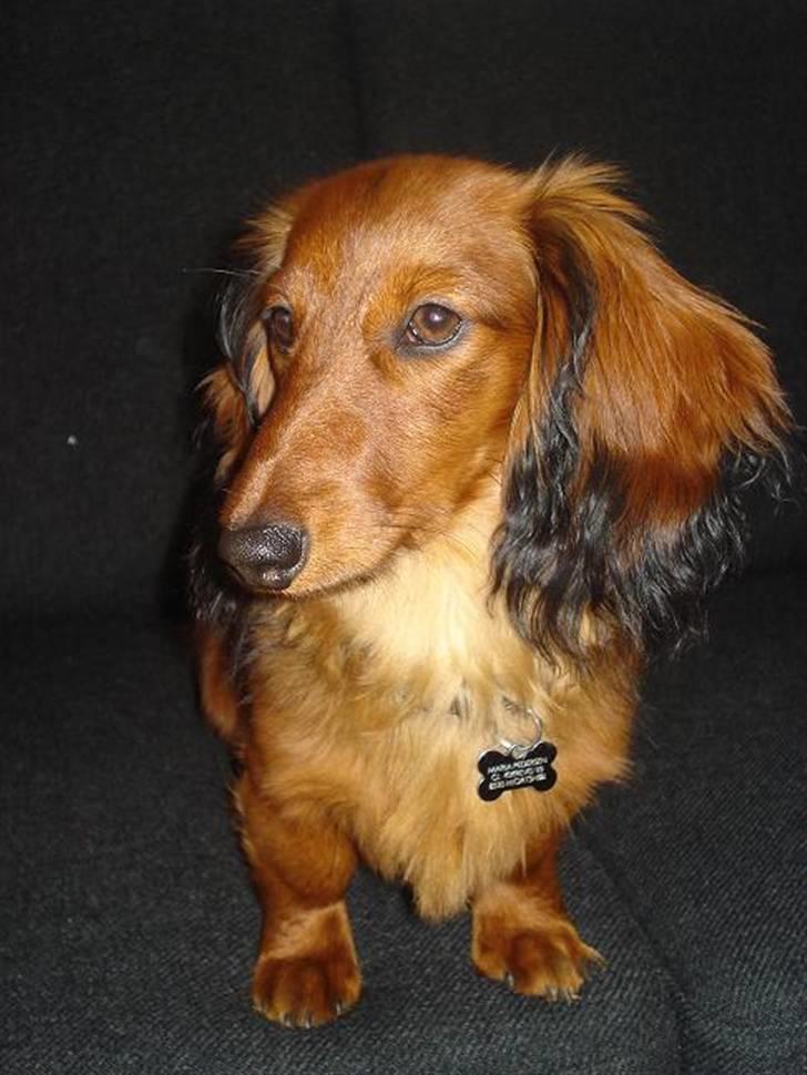 Dværggravhund Victor (Solgt) - Victor 6 mdr. billede 17