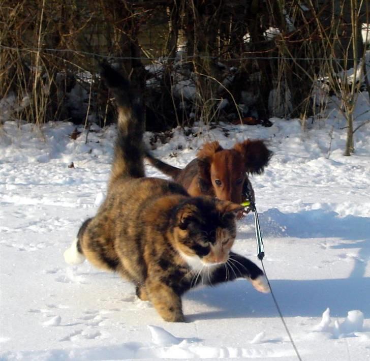 Dværggravhund Victor (Solgt) - Victor og vores kat Plimmelim. Bedste venner leger i sneen! billede 18