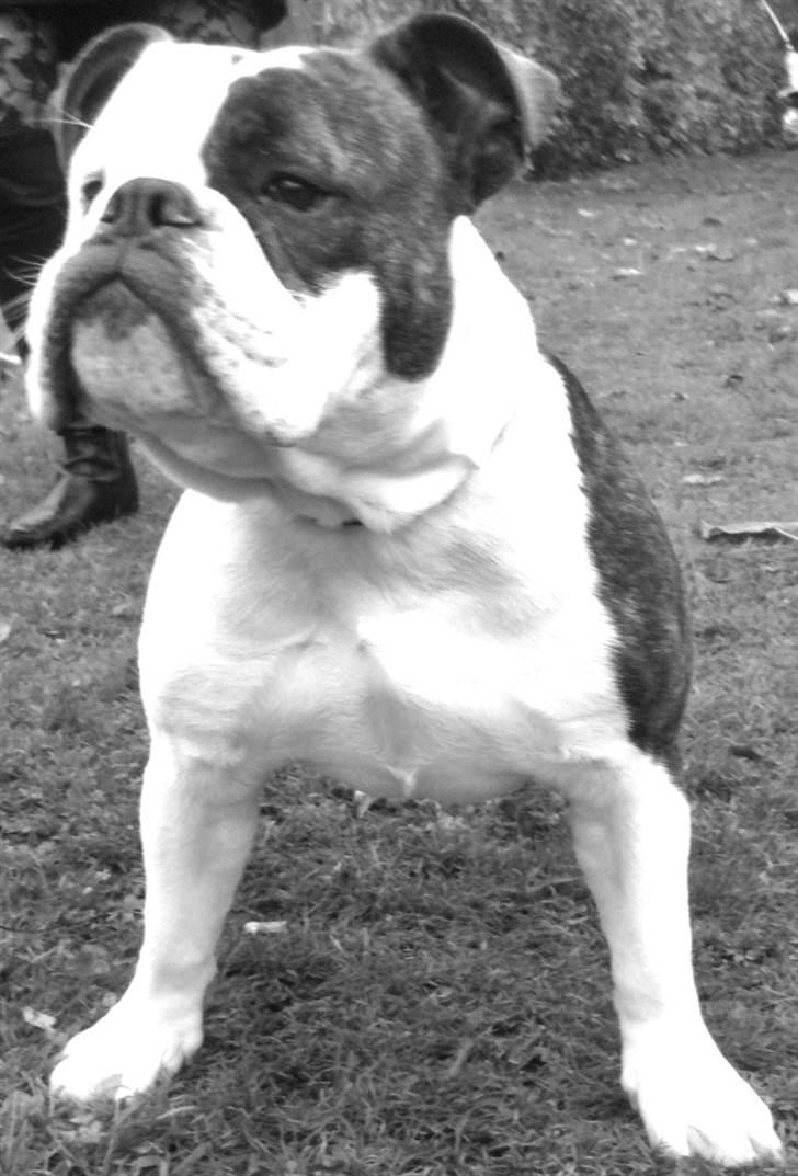 Olde english bulldogge Tago billede 1