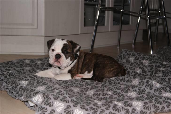 Olde english bulldogge Tago billede 2
