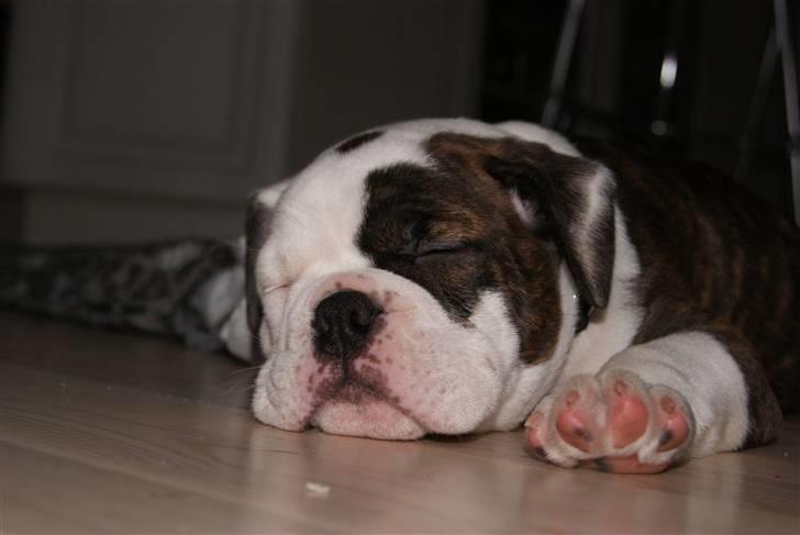 Olde english bulldogge Tago billede 3