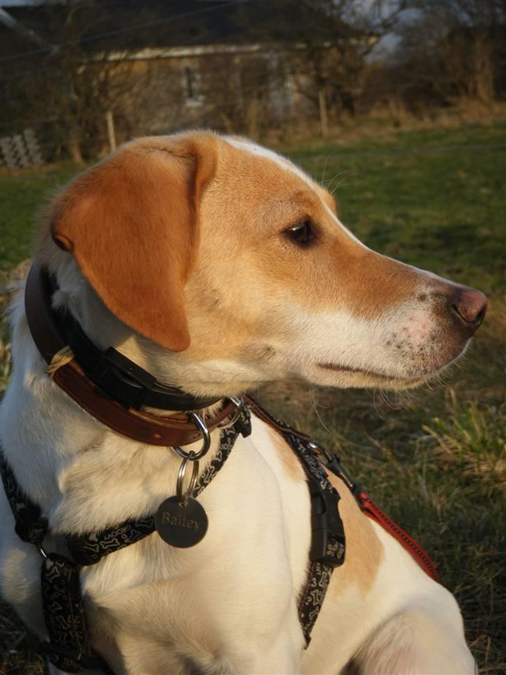 Blanding af racer Bailey - i profil (: billede 9